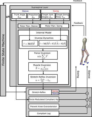 High-level motor planning allows flexible walking at different gait patterns in a neuromechanical model